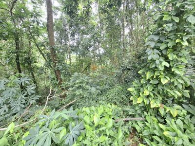 Terreno, 1500 m² - Foto 4