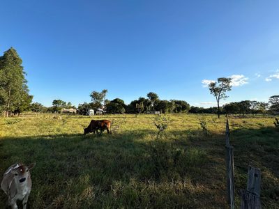 Terreno, 10000 m² - Foto 1