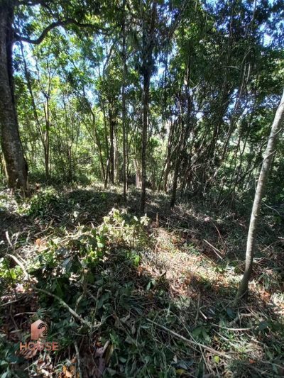 Terreno, 3 hectares - Foto 1