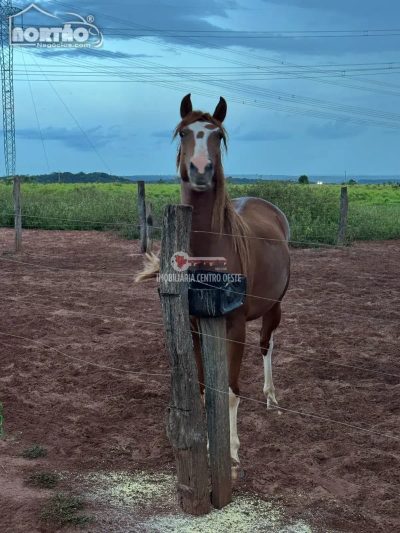 Casa - Foto 4