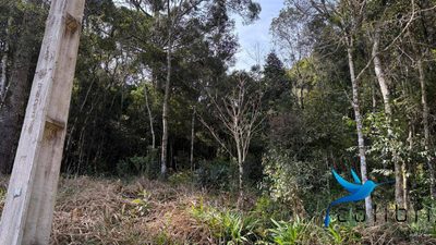 Terreno, 3 hectares - Foto 3