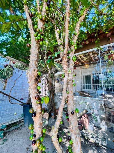 Casa, 3 quartos, 136 m² - Foto 3