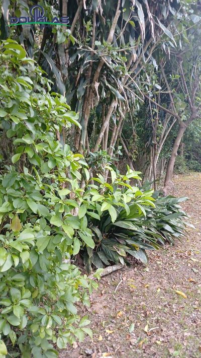 Terreno, 600 m² - Foto 3