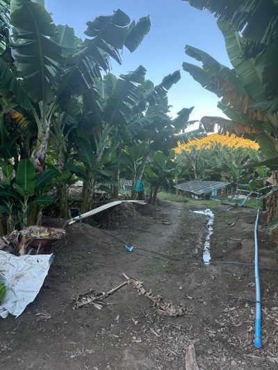Terreno, 6 hectares - Foto 4