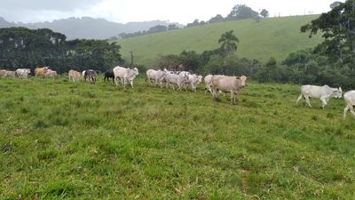 Chácara, 1 quarto, 174 hectares - Foto 4