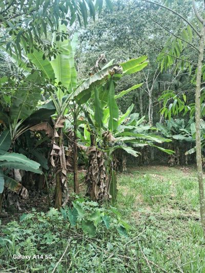 Fazenda, 2 hectares - Foto 3