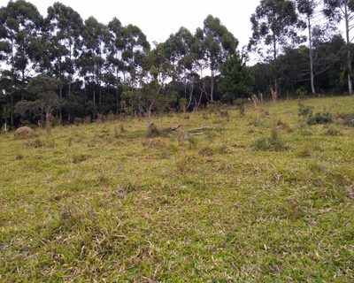 Chácara, 3 hectares - Foto 5