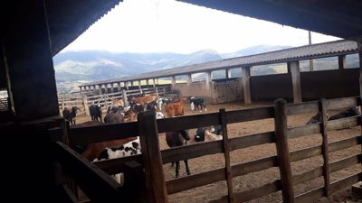 Fazenda, 505 hectares - Foto 4