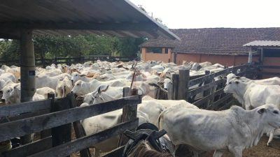 Fazenda, 252 hectares - Foto 4