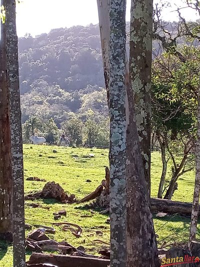 Fazenda, 15 hectares - Foto 4