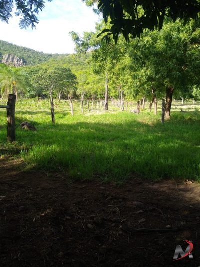 Chácara, 3 quartos, 15 hectares - Foto 3