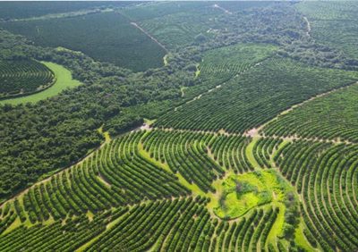 Fazenda, 186 hectares - Foto 1