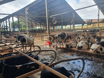 Fazenda, 532 hectares - Foto 2