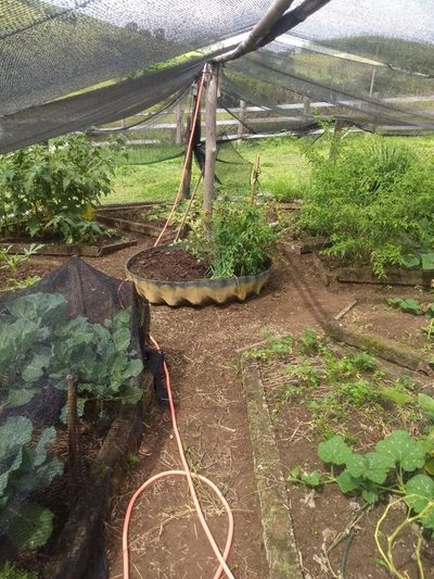 Sítio, 4 quartos, 41 hectares - Foto 4