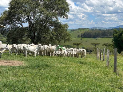 Fazenda, 230 hectares - Foto 1