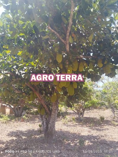 Chácara, 3 quartos, 2 hectares - Foto 1