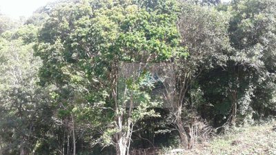 Terreno, 7200 m² - Foto 4