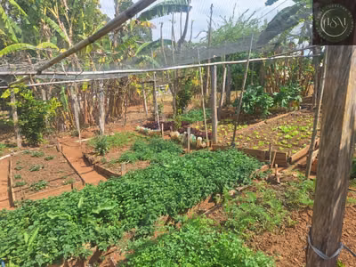 Fazenda, 55 hectares - Foto 4
