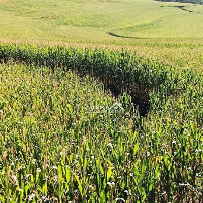 Fazenda, 208 hectares - Foto 4