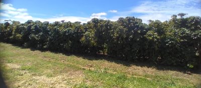 Chácara, 1 quarto, 277 hectares - Foto 4