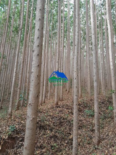 Terreno, 75 hectares - Foto 5