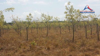 Terreno, 10 hectares - Foto 4