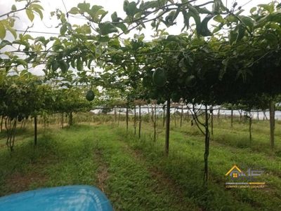 Sítio, 4 hectares - Foto 2