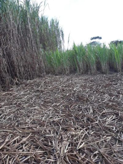 Fazenda - Foto 1