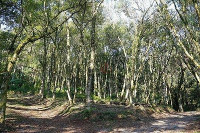 Sítio, 9 hectares - Foto 3