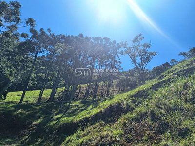 Fazenda, 65 hectares - Foto 4