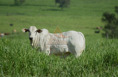 Fazenda, 348 hectares - Foto 4