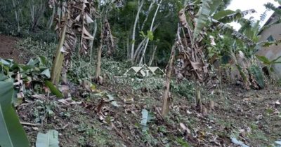 Terreno, 3 hectares - Foto 4