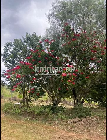 Sítio, 1 quarto, 12 hectares - Foto 4