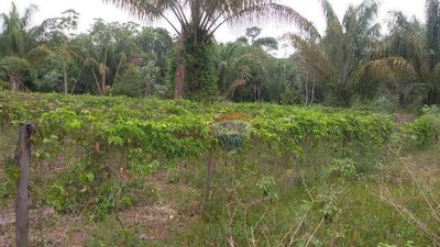 Terreno, 35 hectares - Foto 3