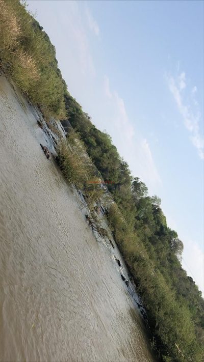 Sítio, 8 hectares - Foto 4