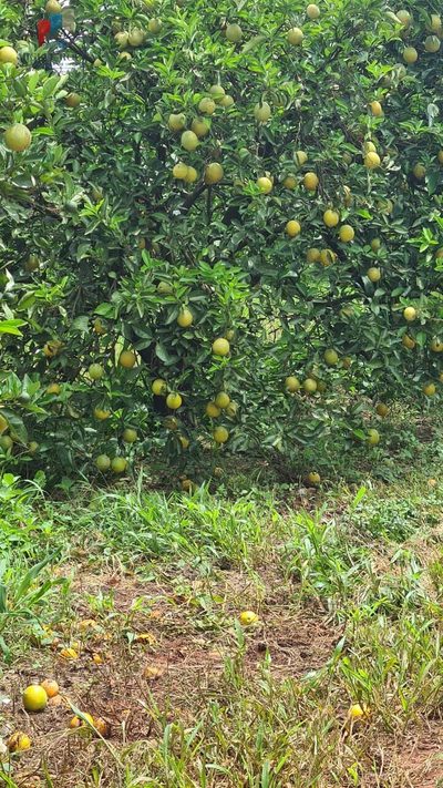 Fazenda, 1 quarto - Foto 2