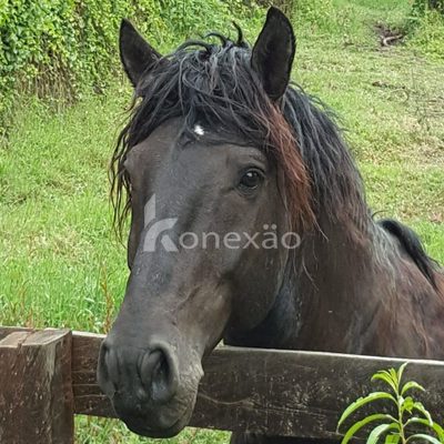 Fazenda, 500 m² - Foto 4