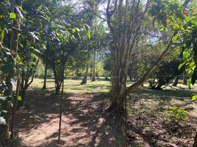 Terreno, 2 hectares - Foto 4