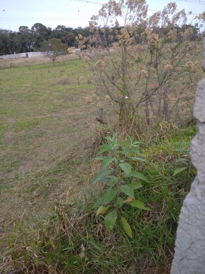 Terreno, 5000 m² - Foto 5