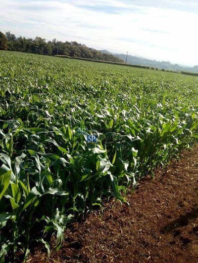 Terreno, 2 hectares - Foto 2