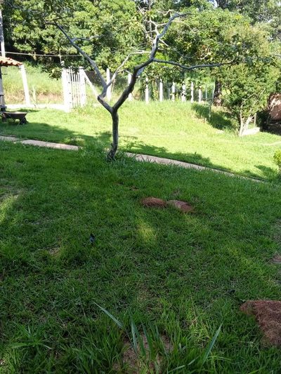 Chácara, 6 quartos, 7000 m² - Foto 3