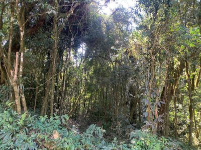 Terreno, 2 hectares - Foto 2