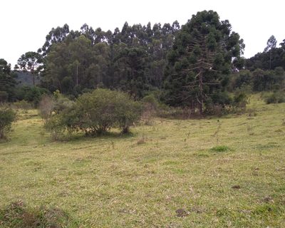 Chácara, 3 hectares - Foto 3