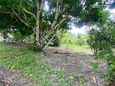 Chácara, 3 hectares - Foto 4
