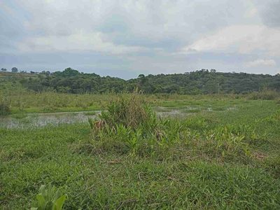 Sítio, 45 hectares - Foto 5