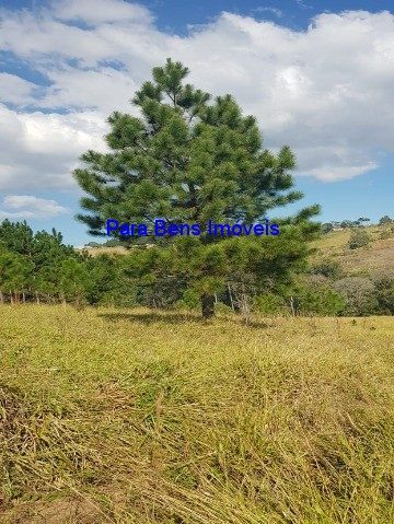 Terreno, 2 hectares - Foto 5
