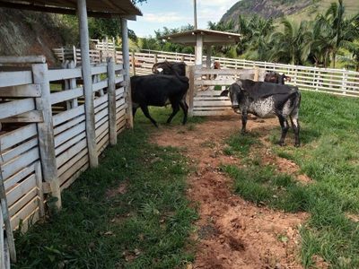 Sítio, 2 quartos, 136 m² - Foto 2