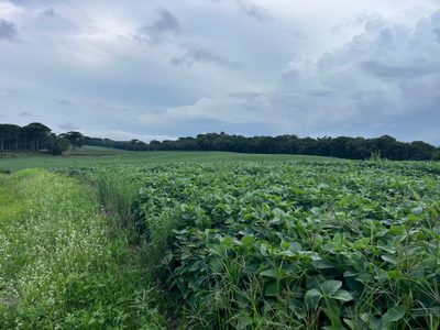 Terreno, 2 hectares - Foto 1