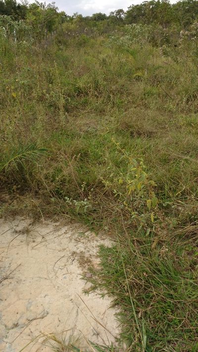 Terreno, 5000 m² - Foto 1