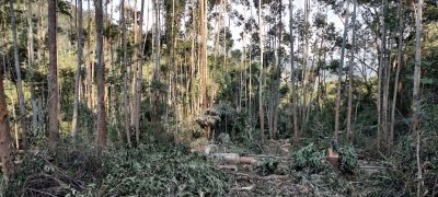 Fazenda, 18 hectares - Foto 4